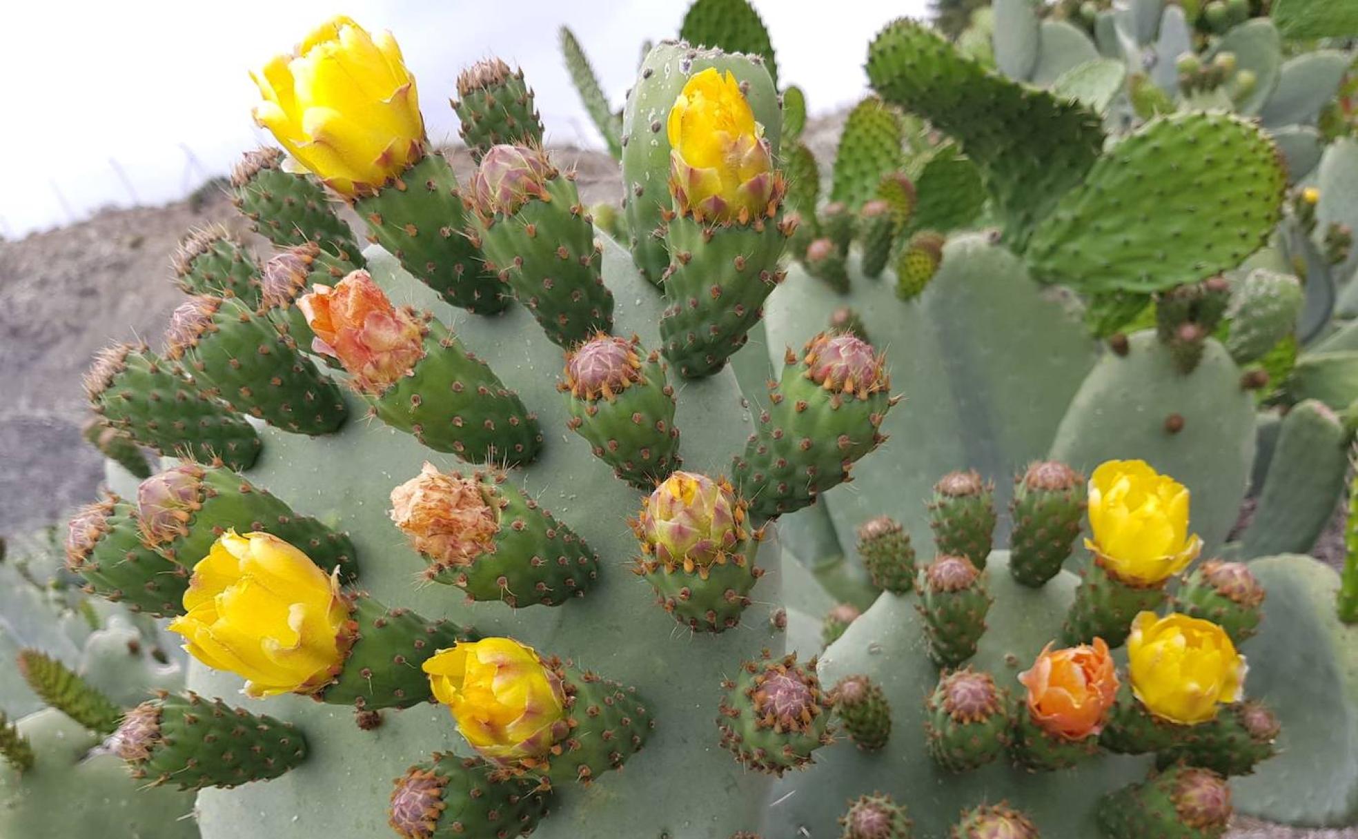Nopales con sus frutos de 'El tío lo chumbo'. 