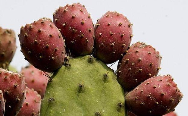 Chumbos en el nopal