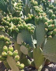 Imagen secundaria 2 - Chumbera en el entorno del castillo de Vélez-Málaga. Finca de donde salen los frutos de 'El tío lo chumbo'. Chumbos de Coín. 