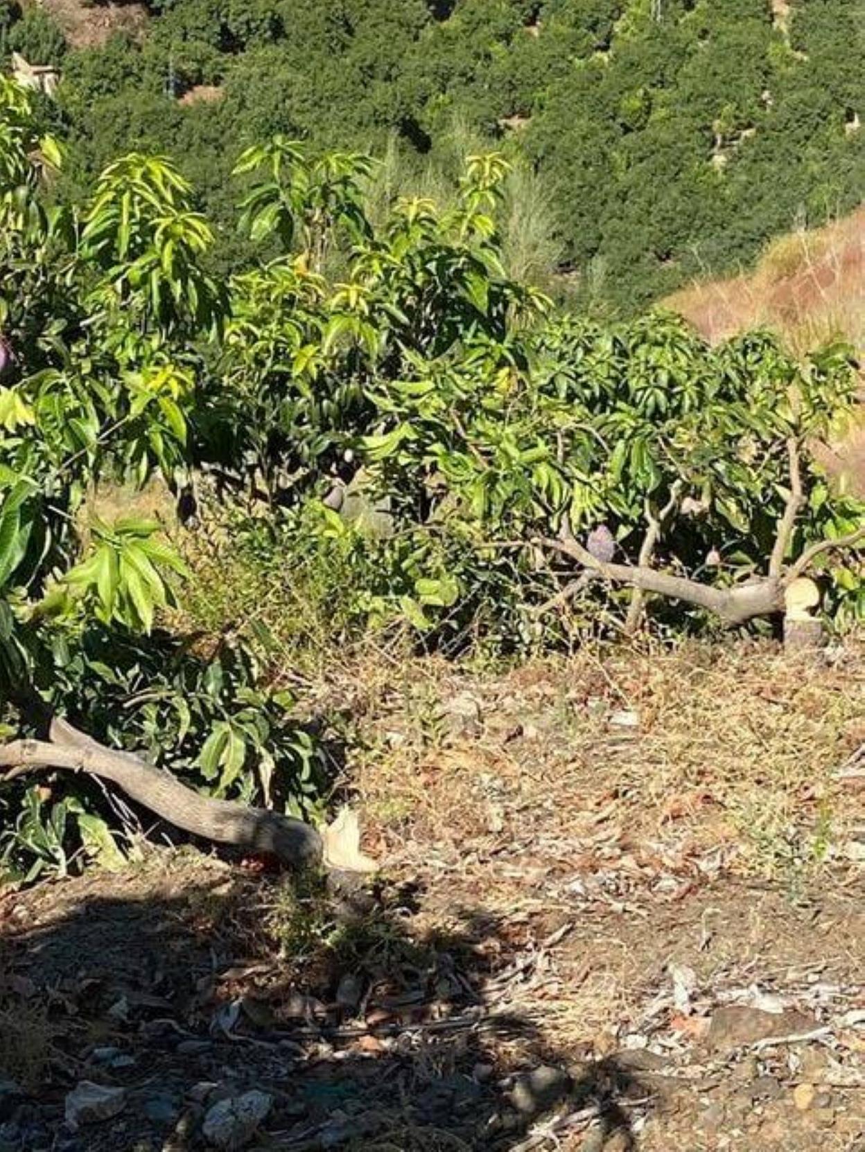 Denuncian la tala intencionada de 200 árboles de mango en una finca de Benamargosa