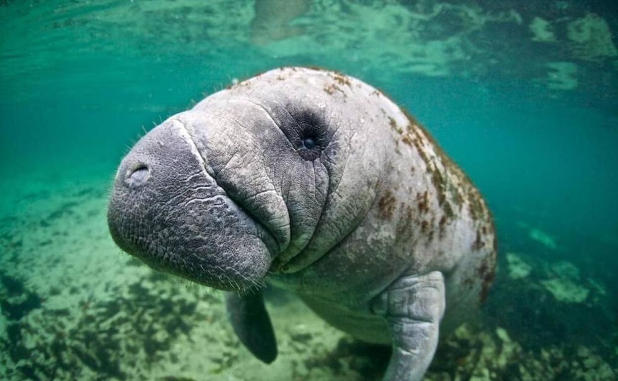 Un manatí bajo el agua en Crystal River, Florida.