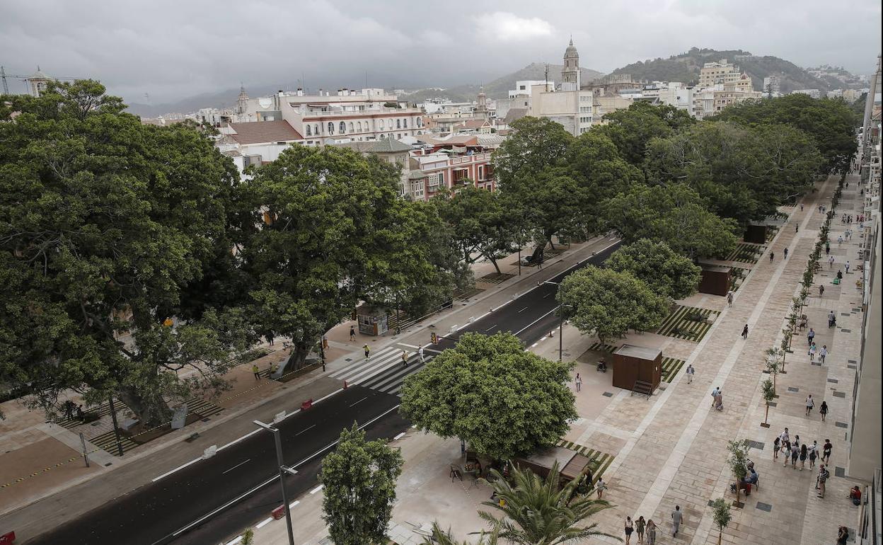 Bóveda de ficus de gran porte en la Alameda Principal de Málaga. 