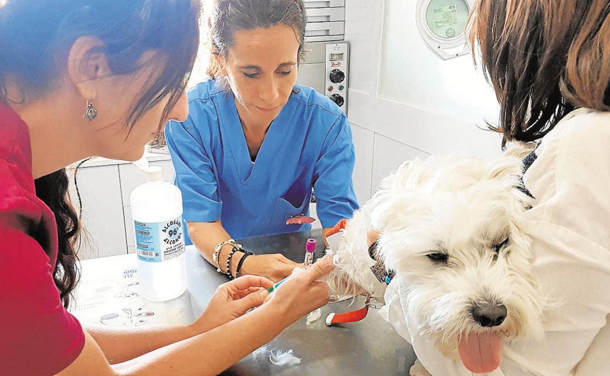 Un perro en la consulta de una veterinaria de Málaga. 