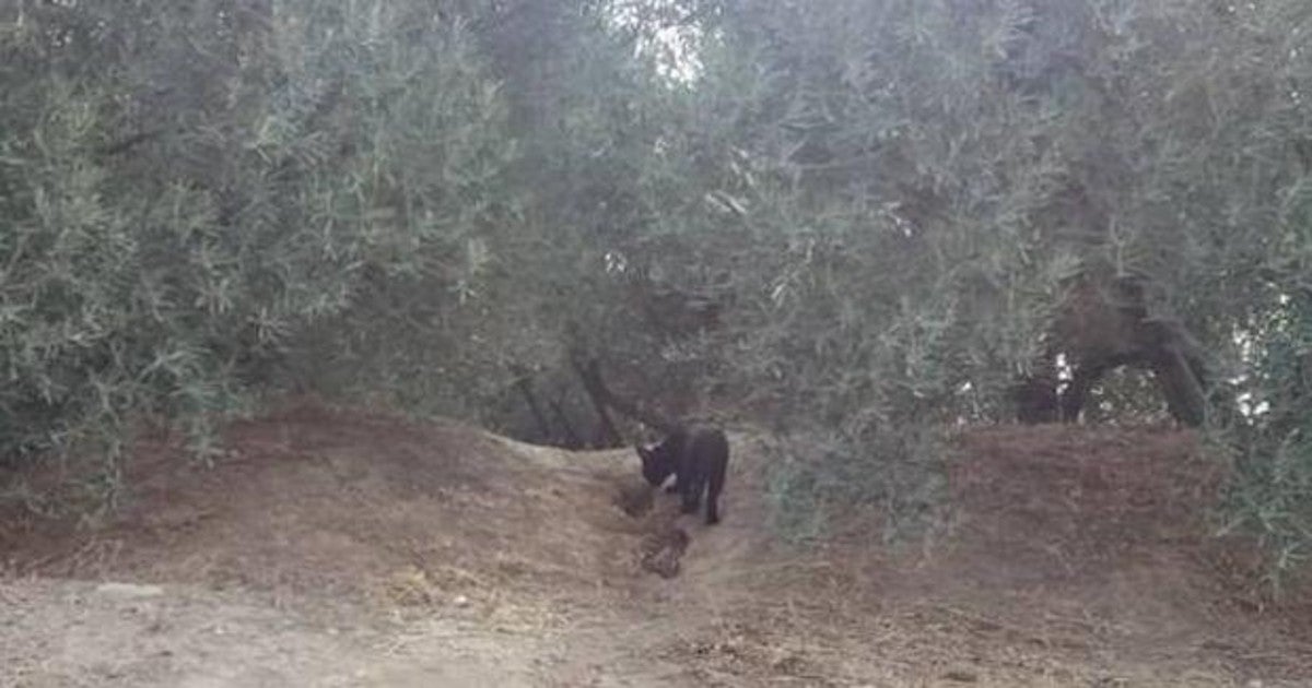 Fotografía tomada por un ciclista del animal.