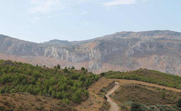 Camino que atraviesa el monte público de la Alhajuela.