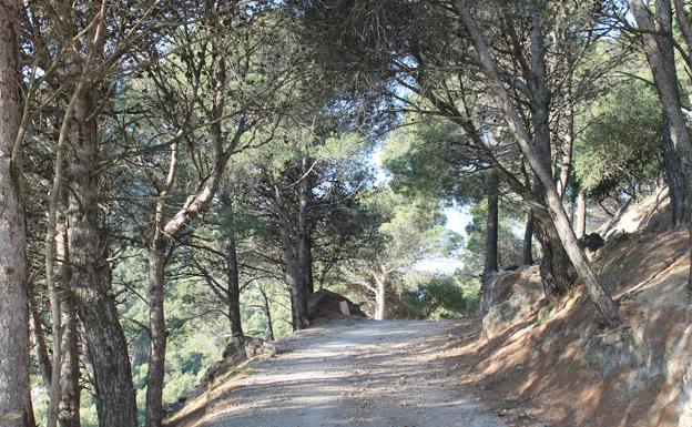 Imagen principal - Arriba, denso bosque que se atraviesa en la parte mas elevada de la ruta. Abajo, fuente del Colegial, y, a la derecha, cruce con la carretera que une a Ardales y El Burgo