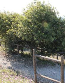 Imagen secundaria 2 - Arriba, hay paneles informativos repartidos por el parque forestal. Abajo, en el parque hay bancos de madera para descansar y disfrutar de las vistas, y a la derecha, algarrobos y encinas componen buena parte de la masa forestal de este espacio