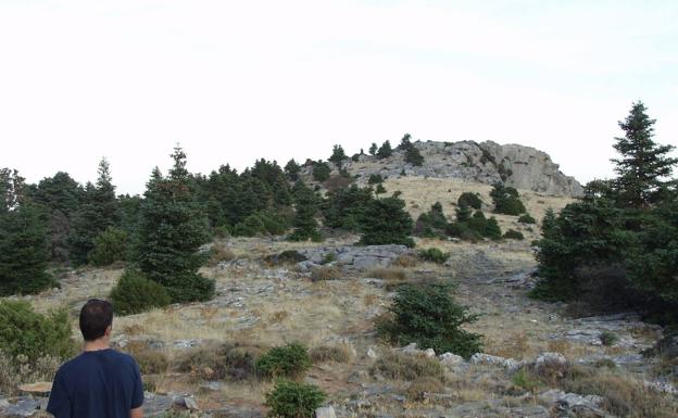 Senderista observa los pinsapos que hay junto al Tajo de la Caína. 