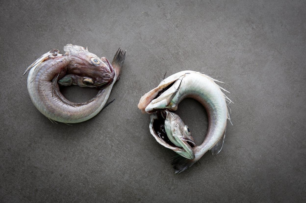 Pescada, un lujo cotidiano | diario sur