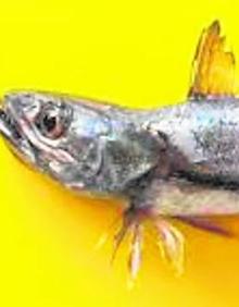 Imagen secundaria 2 - ARriba, en fritura, una de las técnicas culinarias mejores y más seguras para disfrutar de la delicadeza y jugosidad de este pescado. Sobre estas líneas, merluza 'de pincho' Se llama así a la merluza proveniente de pesca con anzuelo, sea con caña o con el arte de palangre de fondo. Suele estar certificada para evitar estafas. En la última foto, Merluza 'negra'. Se llama así, para distinguirlas de la europea, a las subespecies que se pescan en aguas de África Occidental y entran en las lonjas andaluzas. Aparte del aspecto y precio inferior, suelen llegar al mercado evisceradas y a veces sin cabeza.