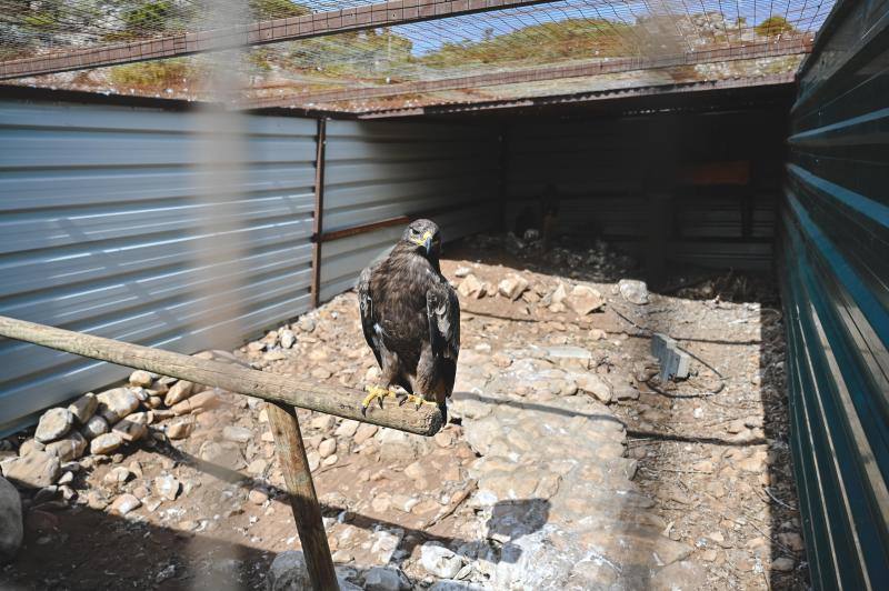 Este refugio acoge a casi 160 ejemplares de todo el mundo. 