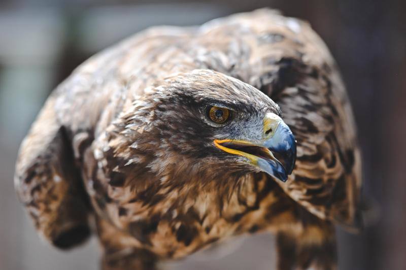 Este refugio acoge a casi 160 ejemplares de todo el mundo. 