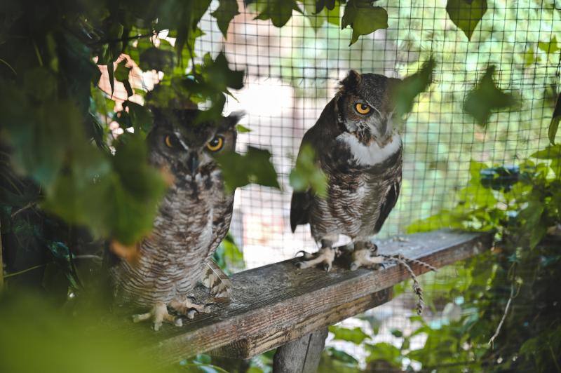 Este refugio acoge a casi 160 ejemplares de todo el mundo. 
