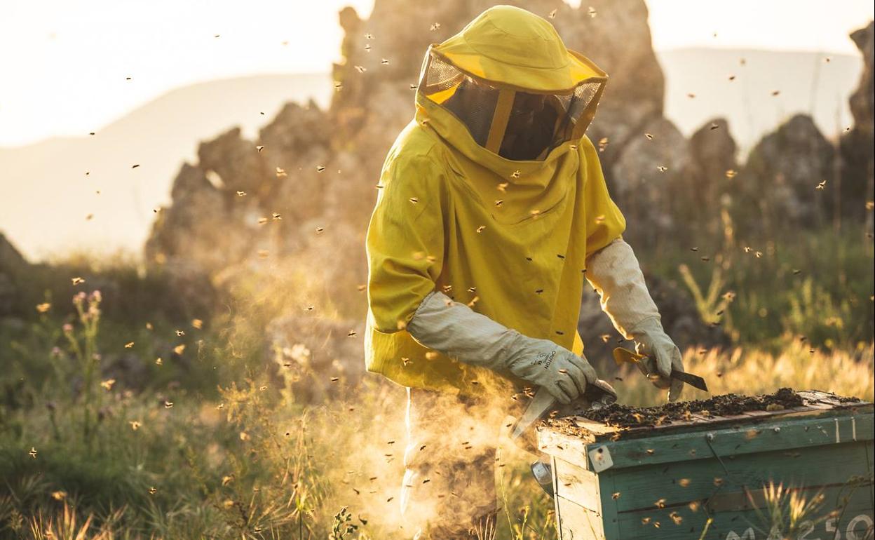 Un apicultor trabaja con una colmena en la finca La Donaira de Montecorto. 