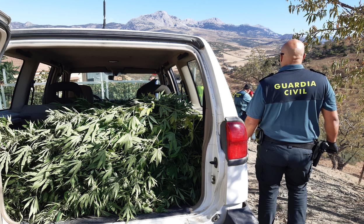 Droga incautada por la Guardia Civil del Puesto de Colmenar y la Policía Local de Casabermeja en la localidad. 