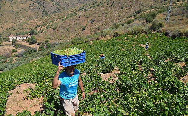 Galería. Así es la vendimia en Málaga en plena incertidumbre por el Covid-19