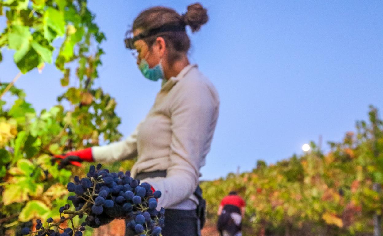 El uso de la mascarilla no ha faltado entre los vendimiadores en esta campaña. 