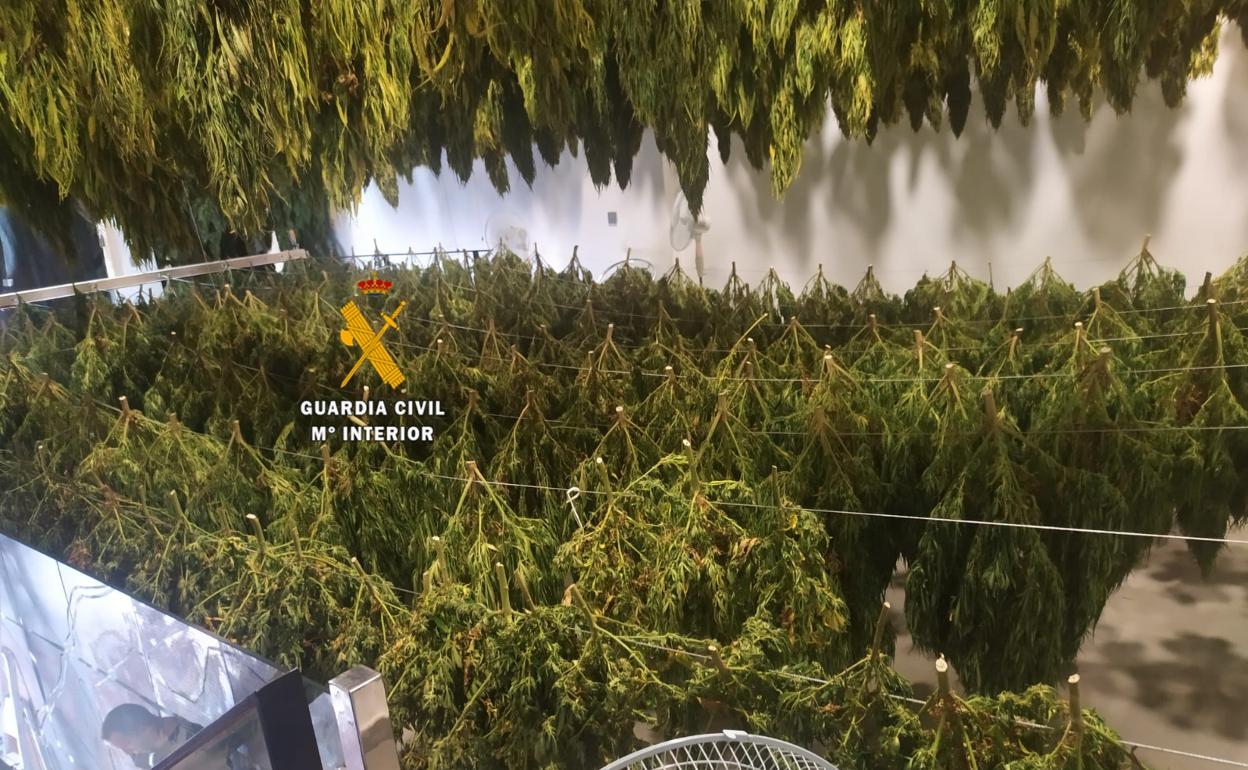 Imagen de una de las plantaciones intervenidas por la Guardia Civil en la operación 'Paguia'. 