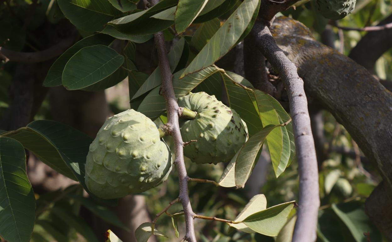 El cultivo del chirmoyo tiene una gran importancia en Andalucía y muy especialmente en la Costa Tropical granadina. 