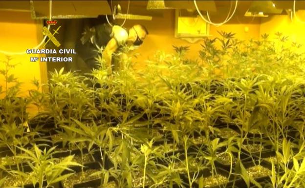 Una de las «granjas» de marihuana detectadas en la operación Almaju de la Guardia Civil.