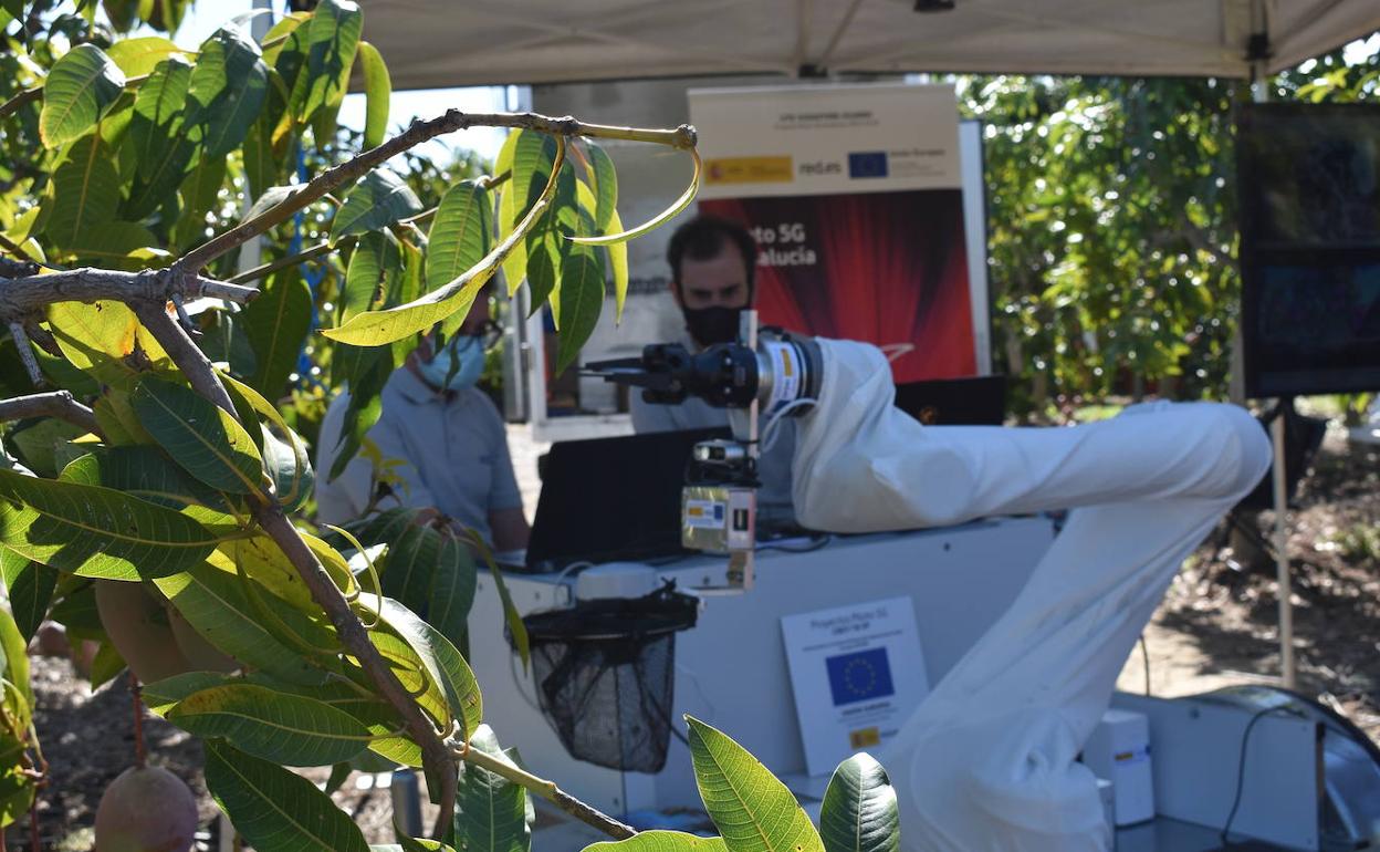Un brazo robótico analiza los frutos en el árbol. 
