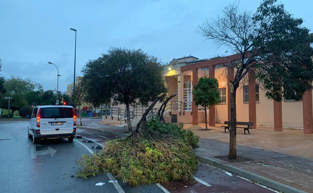 Árbol caído en Plaza Jose Bergamin, esta mañana. 