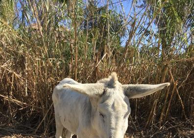 Imagen secundaria 1 - Arriba, Ulises, un niño de tres años de Rincón de la Victoria que ayudó al rescate de un caballo; abajo a la izquierda, un burro recuperado en Torrox, y a la derecha, un caballo con desnutrición rescatado en Vélez-Málaga. 