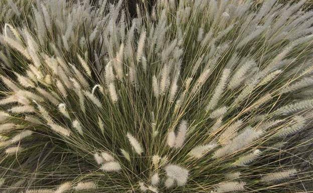 Imagen principal - Rabo de gato (Pennisetum setaceum), cangrejo rojo americano (Procambarus clarckii) y perejilitos o vinagretas (Oxalis pes-caprae)