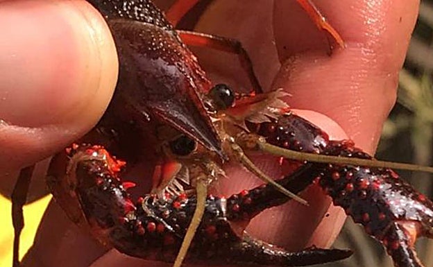 Ejemplar de cangrejo rojo americano. 