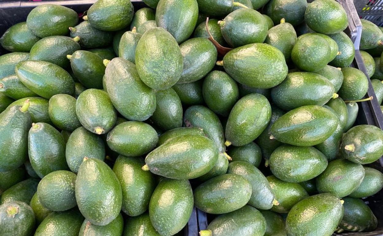 El buen precio del aguacate atrae a los ladrones de esta fruta en el campo. 
