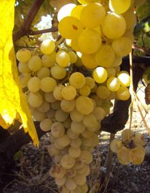 Imagen secundaria 2 - Damajuanas usadas para la fermentación del mosto. Abajo, prensa cerrada en Cartajima y uvas óptimas para la elaboración de mosto