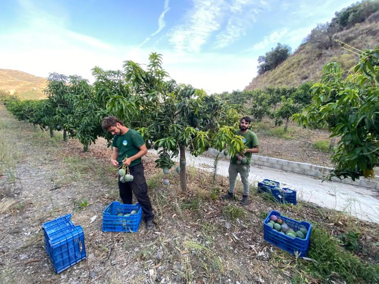 Un momento de la cosecha de mango de este año en la Axarquía, donde se concentra el grueso del cultivo. 