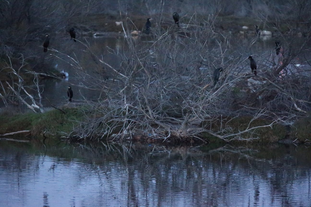 El última eclipse lunar del año convierte al paraje natural en el escenario de un embriagador juego de luces. En ningún otro punto de Europa se pueden ver tantas especies de aves en un espacio tan reducido