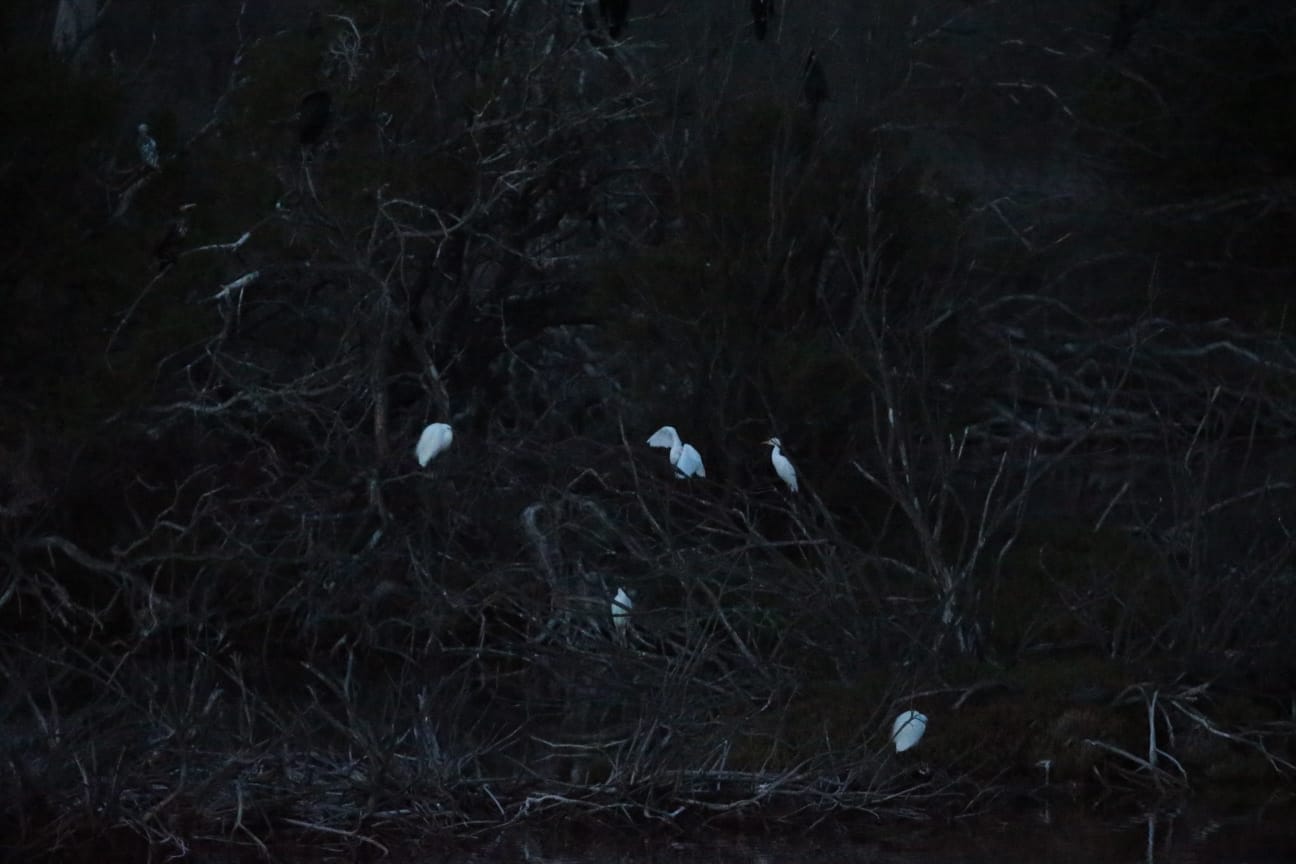 El última eclipse lunar del año convierte al paraje natural en el escenario de un embriagador juego de luces. En ningún otro punto de Europa se pueden ver tantas especies de aves en un espacio tan reducido
