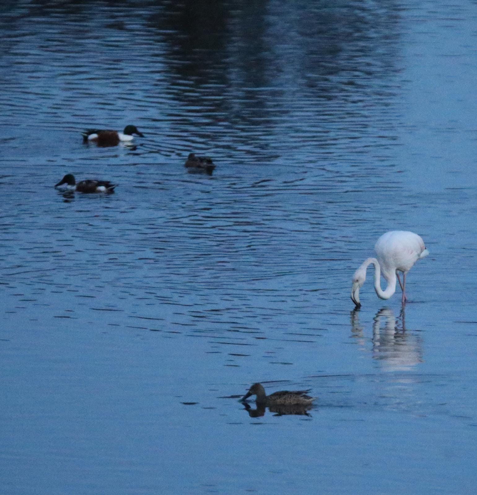 El última eclipse lunar del año convierte al paraje natural en el escenario de un embriagador juego de luces. En ningún otro punto de Europa se pueden ver tantas especies de aves en un espacio tan reducido