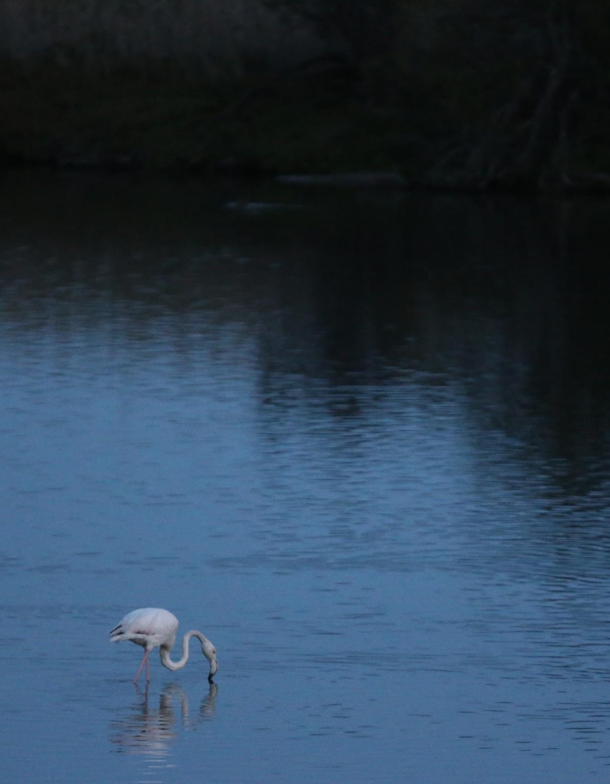 El última eclipse lunar del año convierte al paraje natural en el escenario de un embriagador juego de luces. En ningún otro punto de Europa se pueden ver tantas especies de aves en un espacio tan reducido