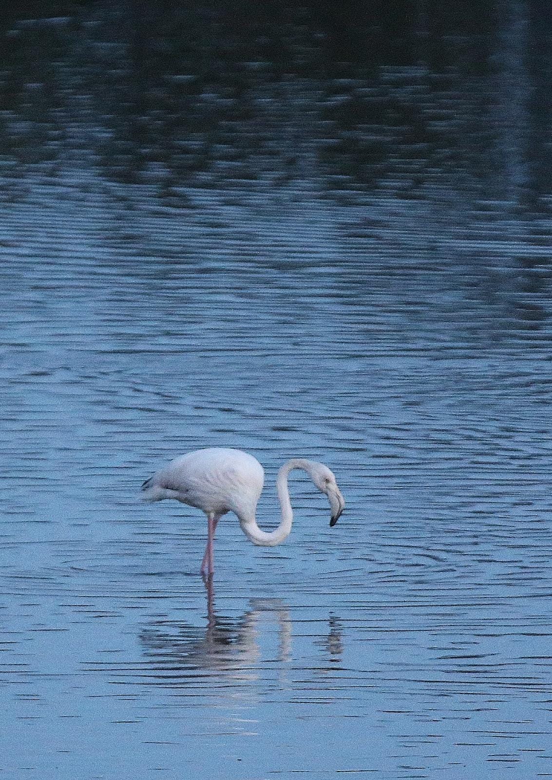 El última eclipse lunar del año convierte al paraje natural en el escenario de un embriagador juego de luces. En ningún otro punto de Europa se pueden ver tantas especies de aves en un espacio tan reducido