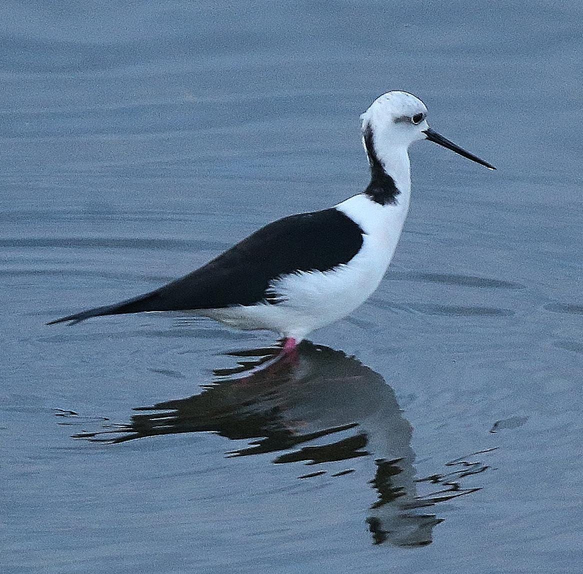 El última eclipse lunar del año convierte al paraje natural en el escenario de un embriagador juego de luces. En ningún otro punto de Europa se pueden ver tantas especies de aves en un espacio tan reducido