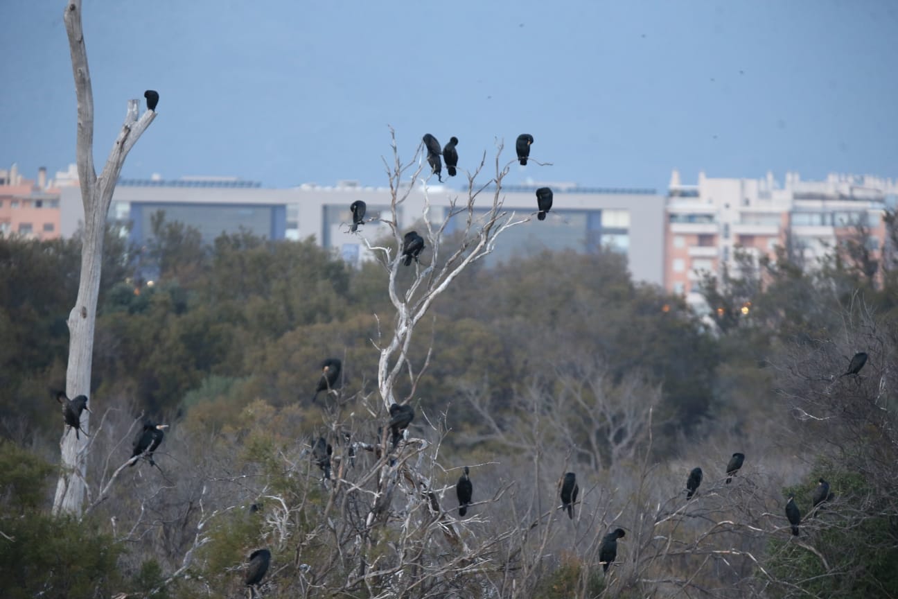 El última eclipse lunar del año convierte al paraje natural en el escenario de un embriagador juego de luces. En ningún otro punto de Europa se pueden ver tantas especies de aves en un espacio tan reducido