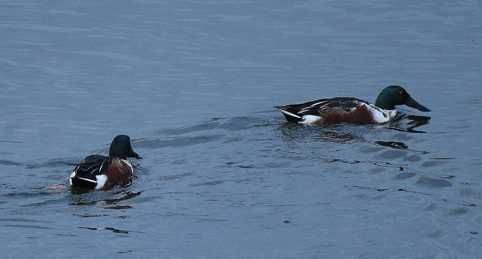 El última eclipse lunar del año convierte al paraje natural en el escenario de un embriagador juego de luces. En ningún otro punto de Europa se pueden ver tantas especies de aves en un espacio tan reducido