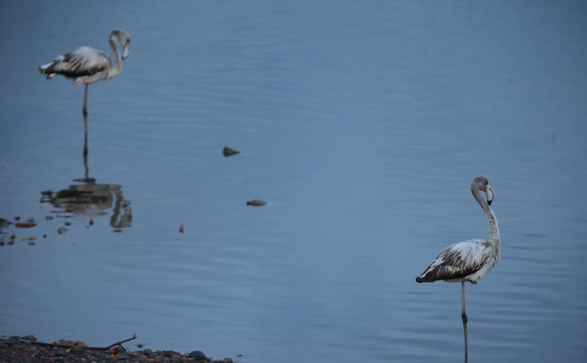 Flamencos en la desembocadura del guadalhorce: hijos de la luna | diario sur