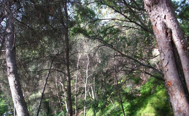 Interior del bosque de Monte Victoria. 