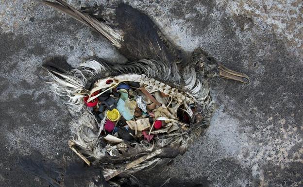 Esta foto de 2014 muestra una cría de albatros de patas negras con plásticos en el estómago en el atolón de Midway, en el noroeste de Hawai. 