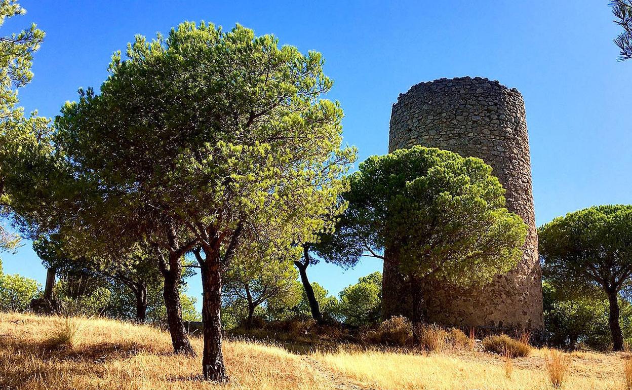 La zona del pinar donde se pretende realizar un parque multiaventura