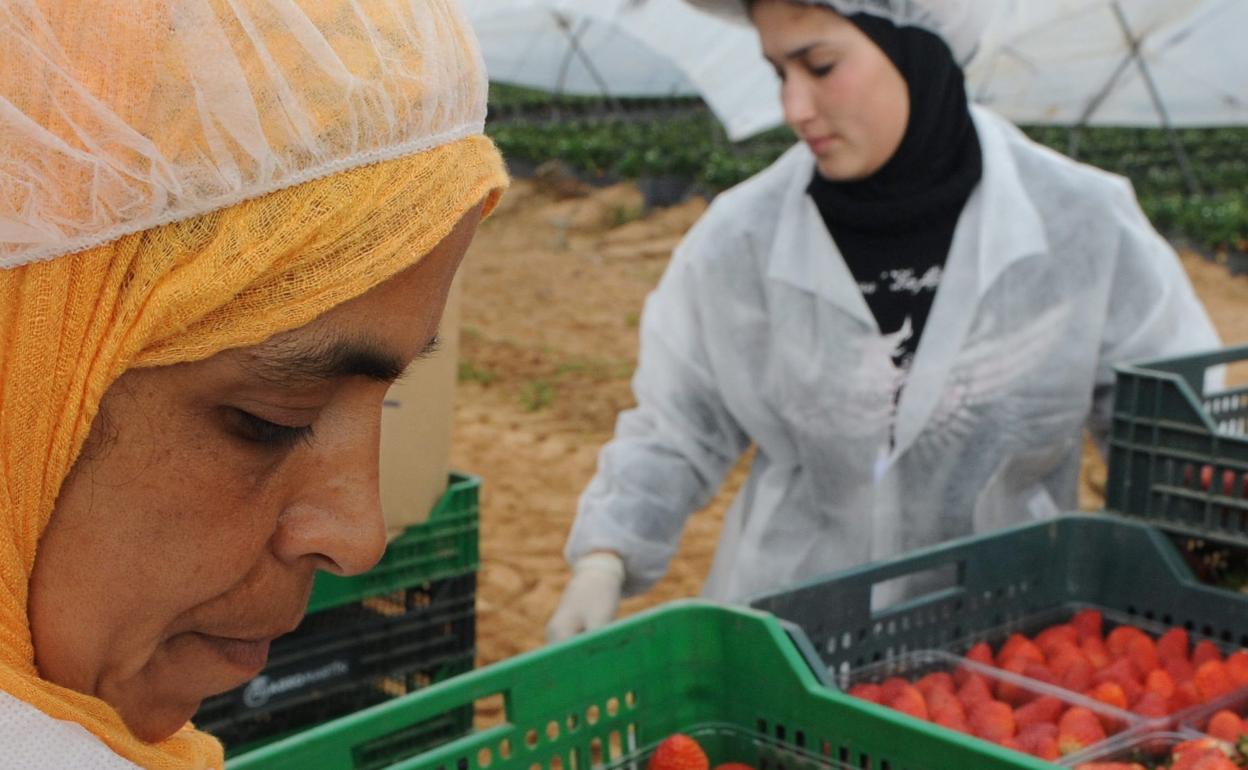 Mujeres marroquíes trabajan como temporeras en Huelva. 