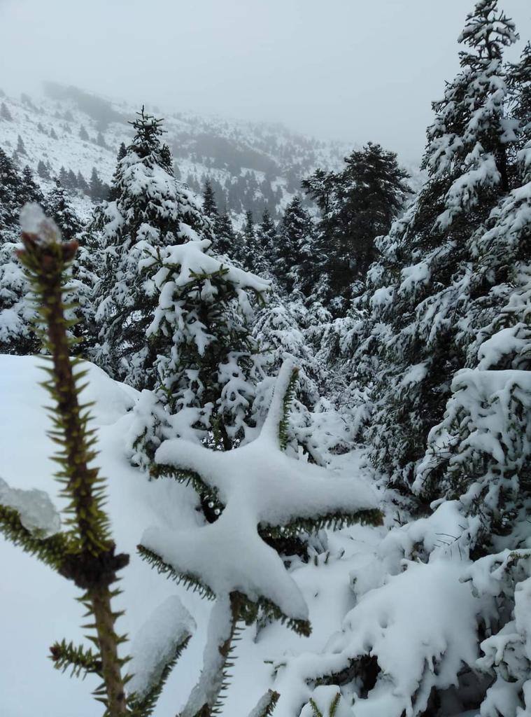 Sierra de las Nieves, este jueves.