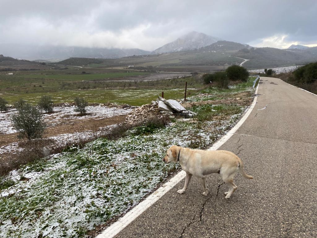 Nieve en Alfarnate.