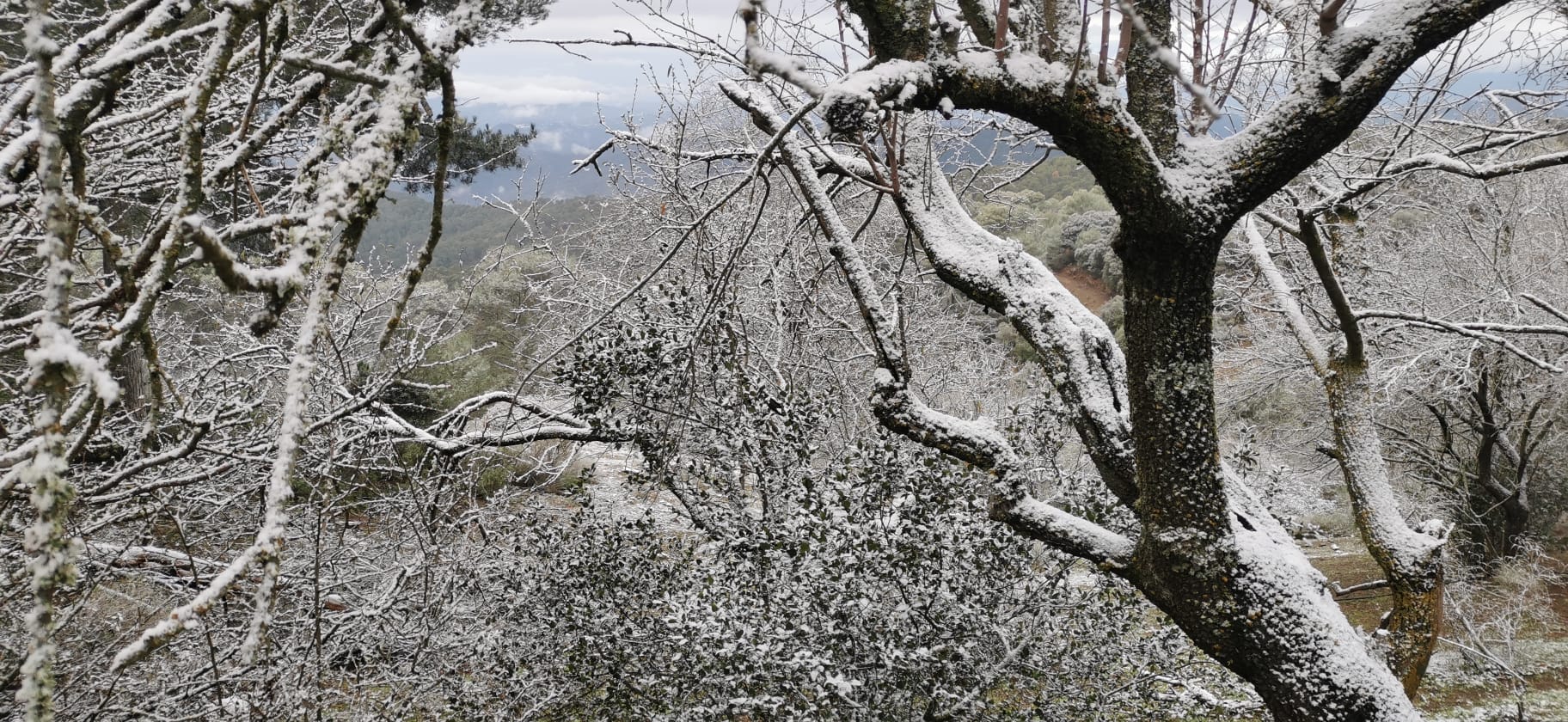Nieve en los Montes de Málaga.