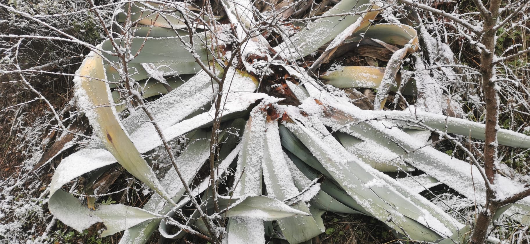 Nieve en los Montes de Málaga.