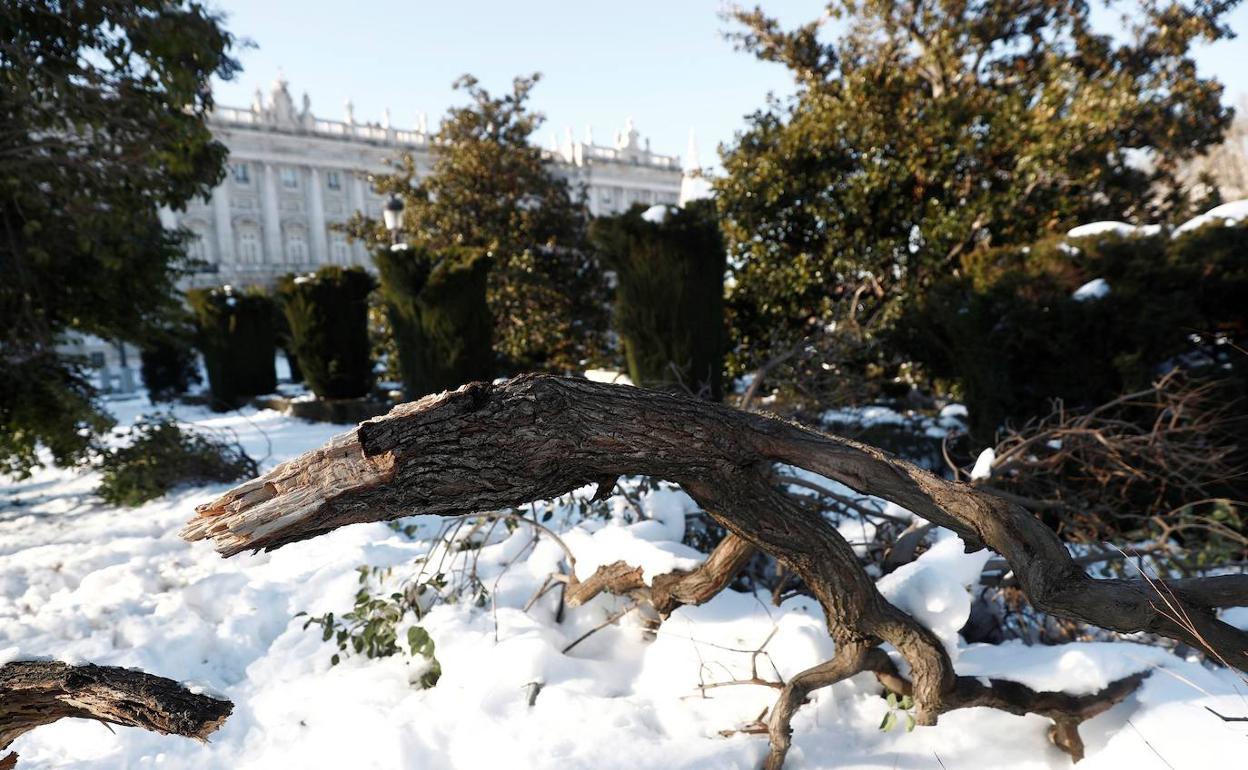 Árboles caídos frente al Palacio Real de Madrid.